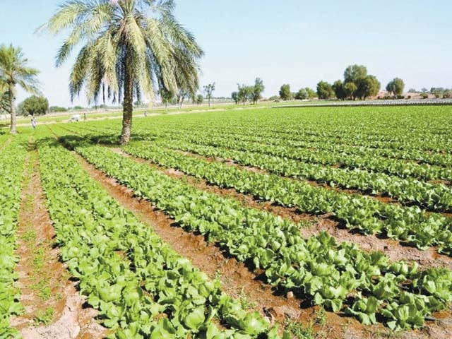 الزراعة تحذّر: موجات الحرارة وارتفاع الرطوبة تهدد المحاصيل