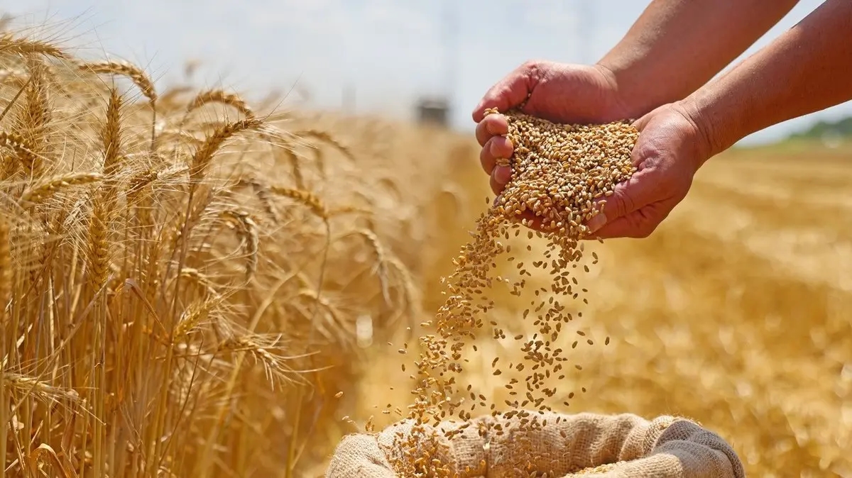 سعر القمح لدى التجار اليوم الاثنين 4-8-2025