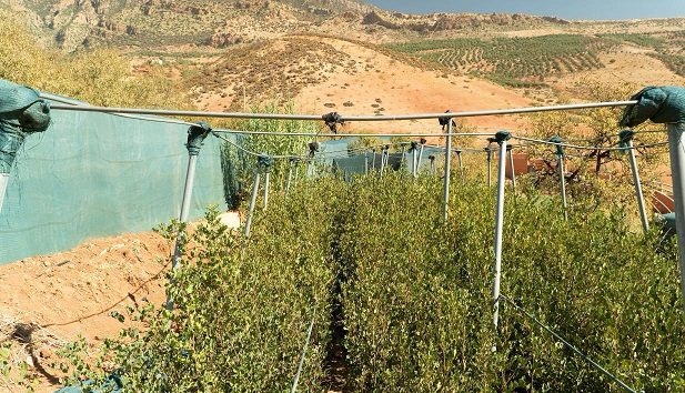 'إندرايف' تساهم في زراعة 51,769 شجرة في جميع أنحاء المغرب لدعم الاستدامة البيئية