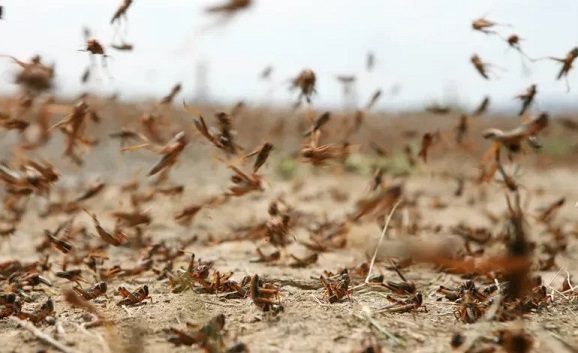 زاكورة.. تجنيد سلطات زاكورة لمحاربة أسراب من الجراد