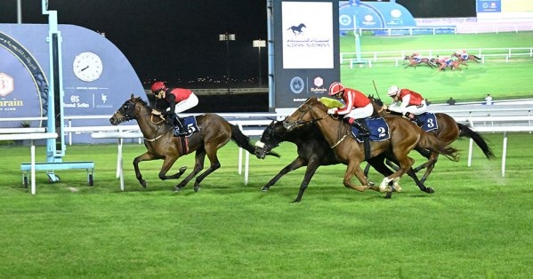 مشاركات كبيرة وقوية... والحماس يرتفع في السباقات الأخيرة لموسم الخيل