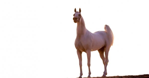الأمم المتحدة تخصص يوما للاحتفاء بالخيول