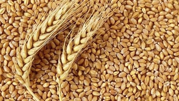 انتهاء موسم شراء القمح المحلي واستكمال صرف مستحقات المزارعين