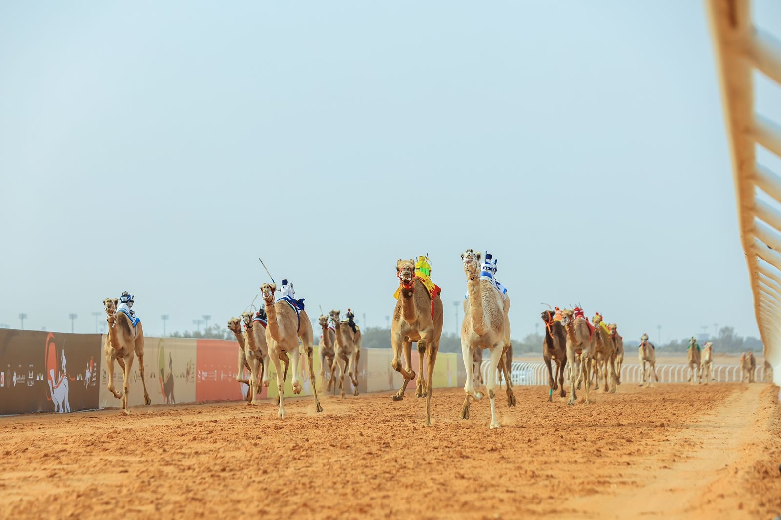 جائزة 'سيف السعودية' و4.5 مليون ريال هدف ملاك الهجن داخل وخارج المملكة