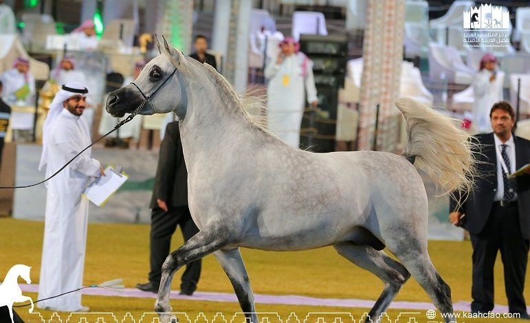 ختام مهرجان بطولة العالم لخيل الجزيرة في الرياض