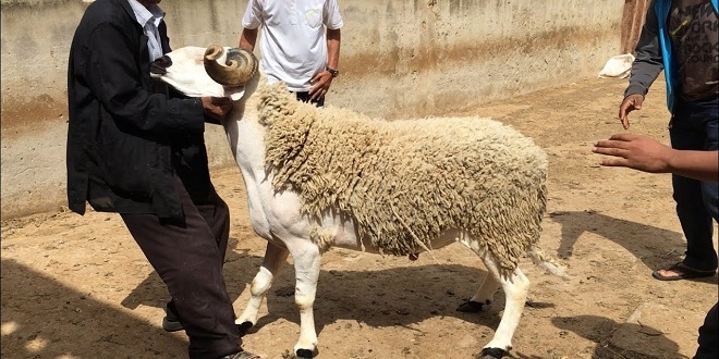 فريق أغلبي يحذر من غلاء أضاحي العيد هذا العام