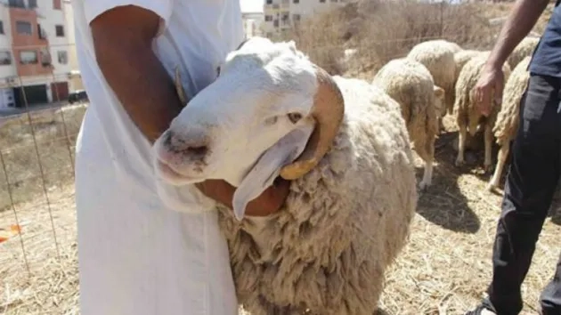 رغم الإلغاء.. مغاربة يقبلون على الأضاحي ويقاومون العيد بلا ذبيحة