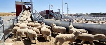 البركة يعود لانتقاد طريقة تدبير الحكومة لقطاع المواشي