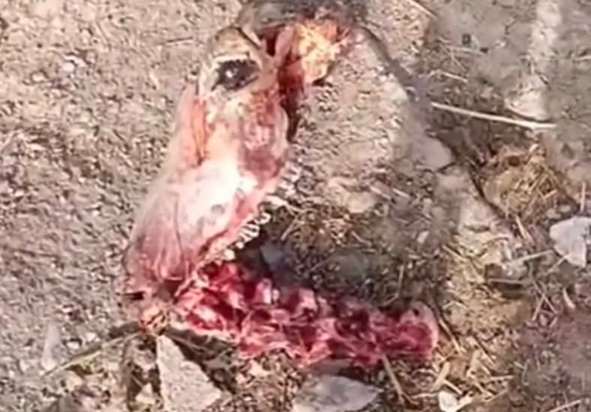 تطورات جديدة في قضية فيديو "عظام الحيوانات" المشكوك فيها بمركز واد أمليل