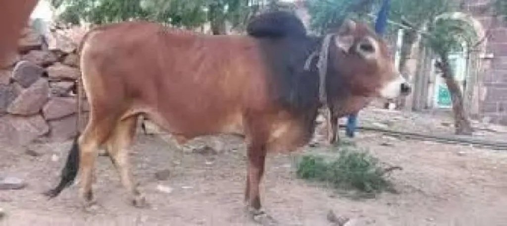 'هدية غريبة: خياط يمنح ثورًا لنجل شيخ قبلي والسبب كوت!'