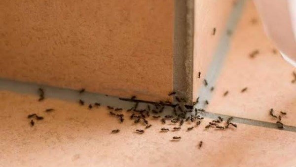 مكونان فقط.. الحل النهائي لطرد النمل من بيتك طوال الصيف!