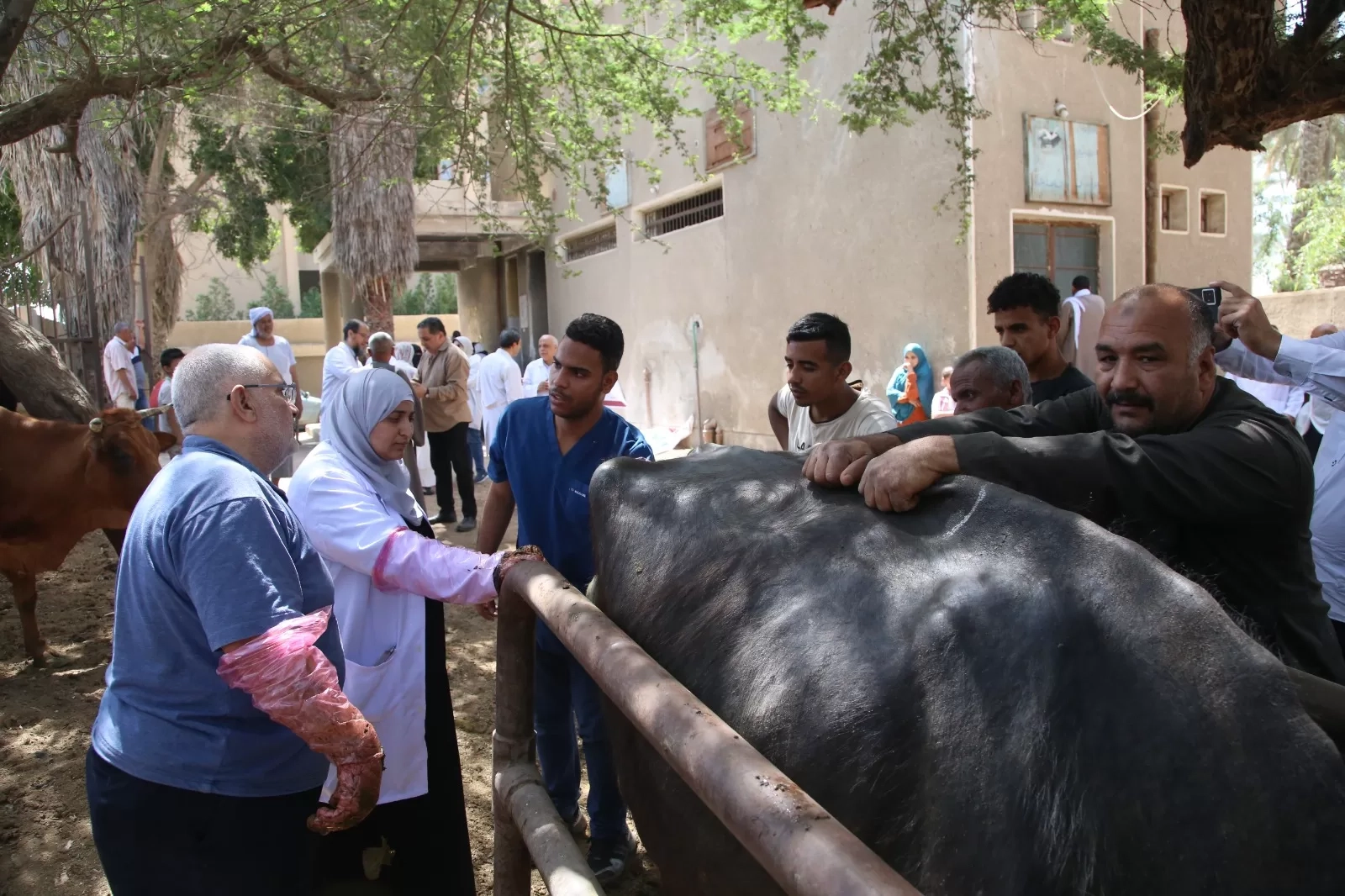 جامعة الفيوم تعالج أكثر من 1000 رأس ماشية مجانًا بقرية الأعلام