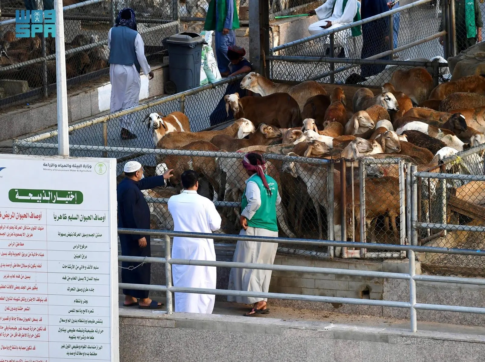 سوق المواشي بجدة يشهد إقبالًا من المواطنين والمقيمين مع حلول شهر رمضان