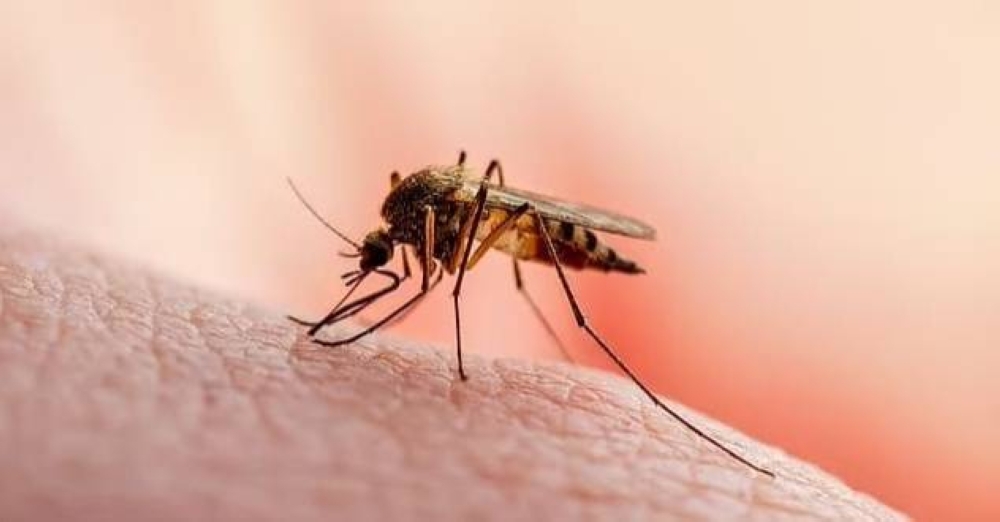 «شلل على جناح بعوضة».. تحذيرات من فايروس خطير يجتاح بريطانيا