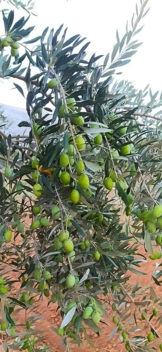 نصائح فلاحية : مع بداية خروج العناقيد الزهرية للزيتون لابد من اتباع بعض التعليمات وهي من أهم مراحل الحفاظ علي إنتاج شجرة الزيتون