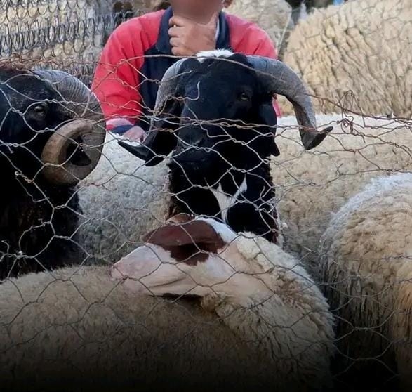 درك ابن جرير يتمكن من ايقاف أحد أخطر المطلوبين للعدالة المعروف بـ'عنابة'، زعيم عصابة إجرامية متخصصة في سرقة المواشي والسيارات، وتنفيذ اعتداءات مسلحة