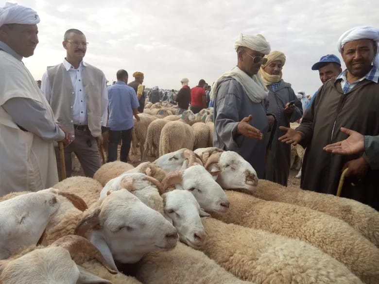 بعد إلغاء عيد الأضحى.. سوق الماشية بالمغرب يشهد انهيارًا كبيرًا في الأسعار والكسابة في ورطة'