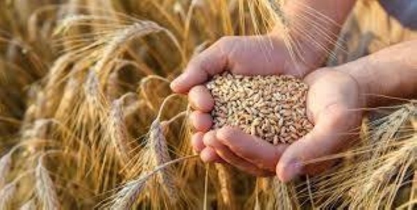 الأردن يطرح عطاء لشراء كميات من القمح