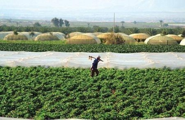 زراعة لواء الأغوار الشمالية تنفذ مشروعًا إرشاديا للمزارعين