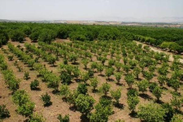 "الإقراض الزراعي" في جرش تنفذ برامج تمويلية وتنموية لدعم صغار المزارعين