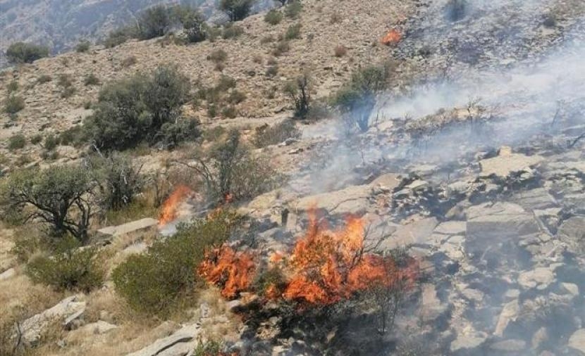 بالفيديو.. حريق يلتهم أشجار العلعلان النادرة في الجبل الأخضر