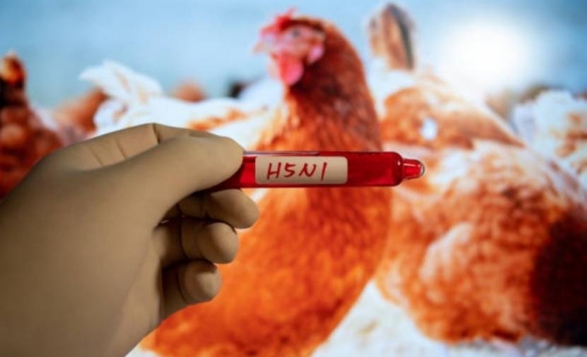أمريكا تسجل أول تفش لسلالة (H7N9) من فيروس إنفلونزا الطيور منذ 2017