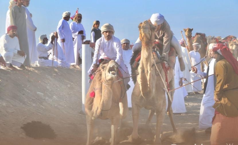 تخصيص 26 سيارة جوائز للفائزين في سباقات الهجن