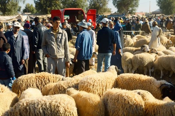 الشعب المغربي يذوب عشقا في 'الدوارة'!
