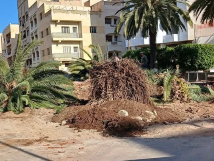 جمعيات مدنية بالحسيمة غاضبة من اجتثاث أشجار حديقة بالمدينة