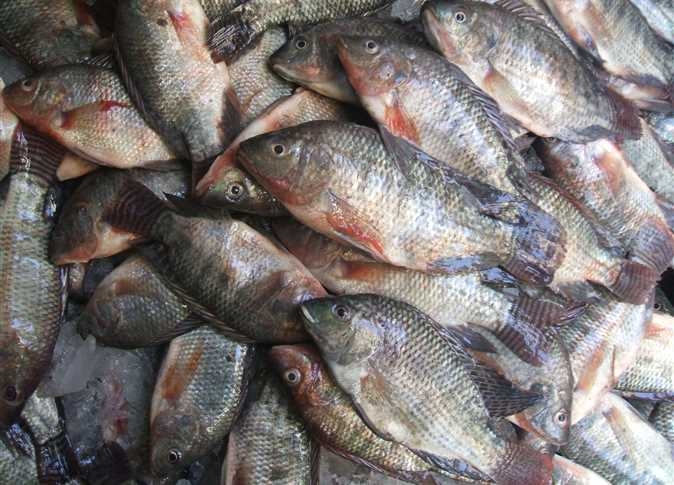 Egypt resumes fish exports to the European Union after three-year halt