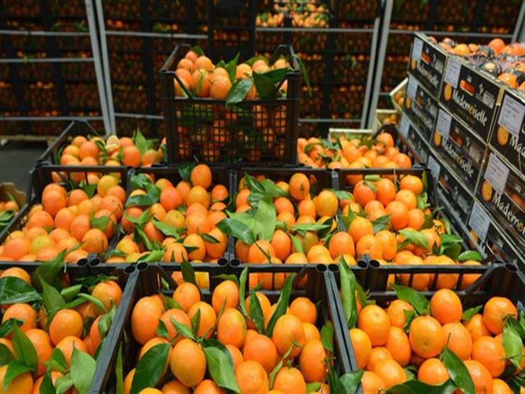Egypt's agricultural exports hit 5.8 million tons to date
