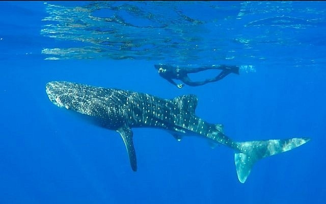 Environment Ministry urges tourists to stay away from whale sharks