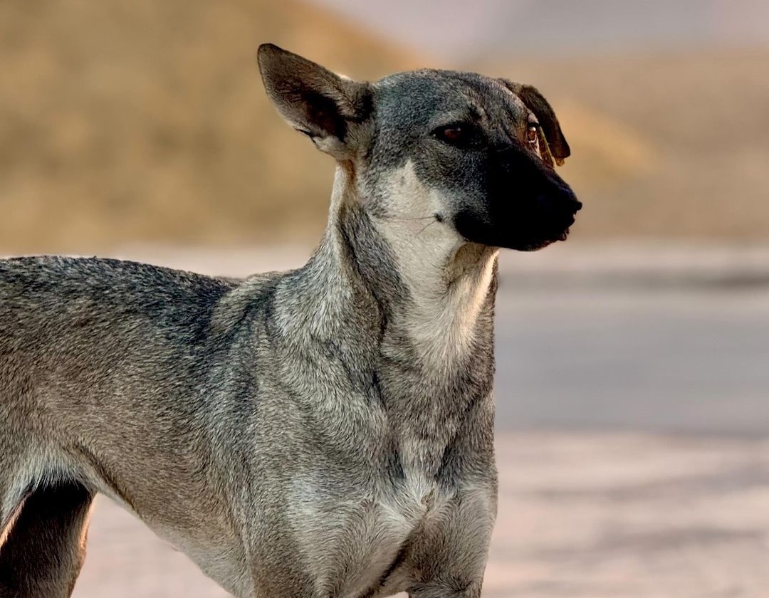 Egyptian Veterinarians Syndicate warns of rising stray dog populations