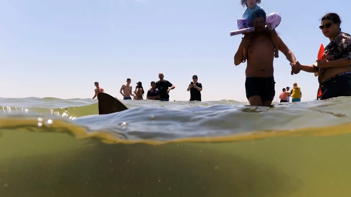 Sharks drew crowds to this Israeli beach for years. Now a swimmer's disappeared and a body's been found