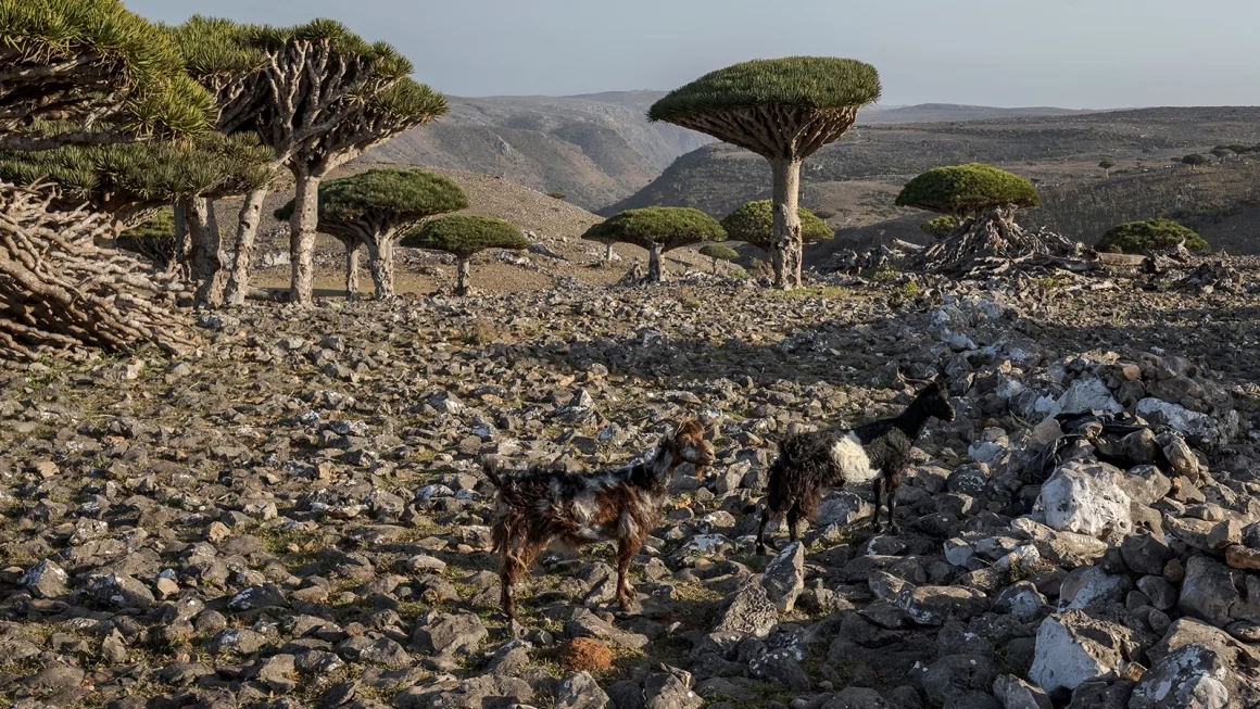 These trees exist in only one place on Earth. Now climate change and goats threaten their survival