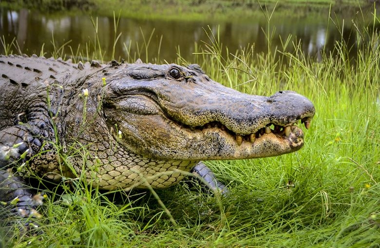Video: Proposed illegal immigrant detention center unveiled as ‘Alligator Alcatraz'
