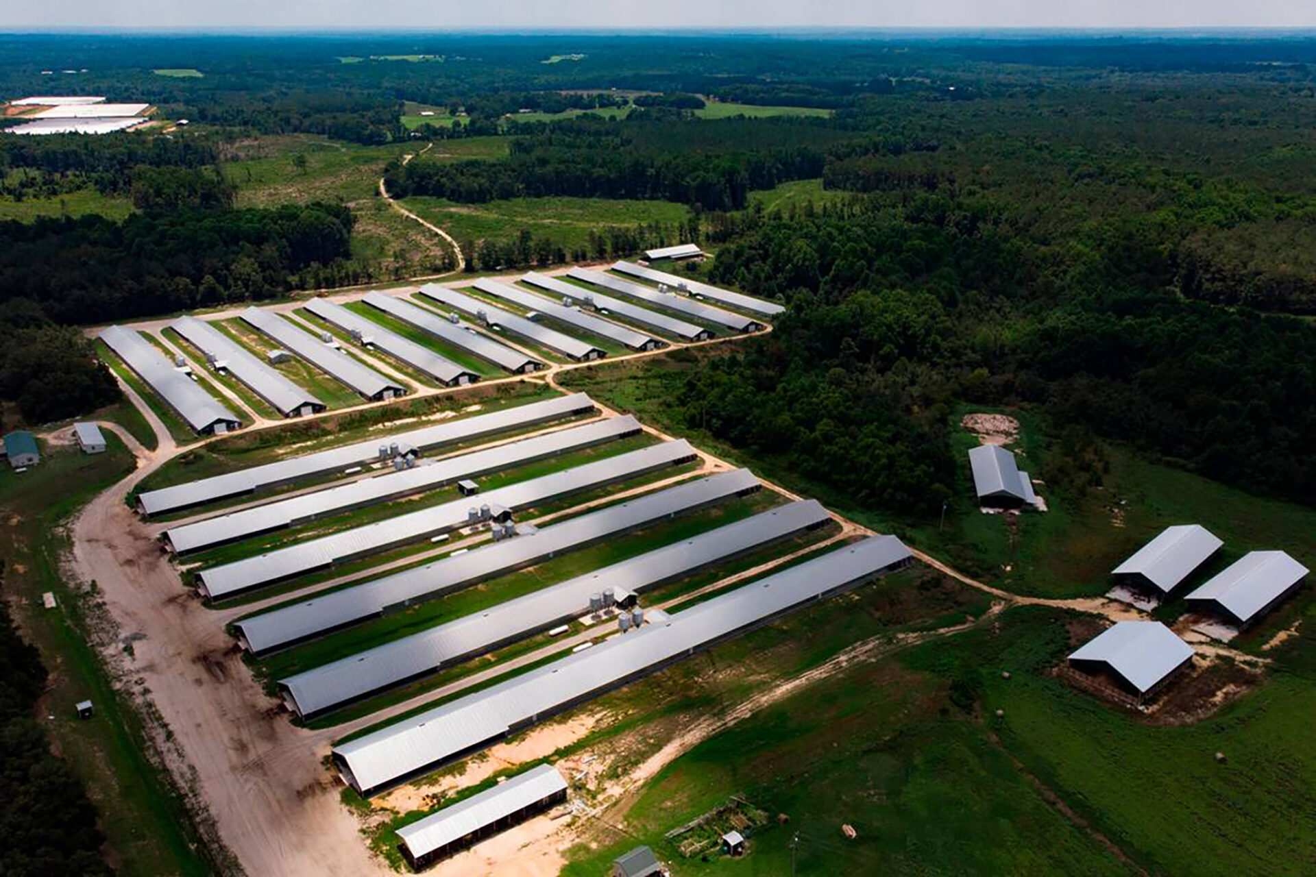 NC poultry farms are free of bird flu, a greenlight to expanding exports