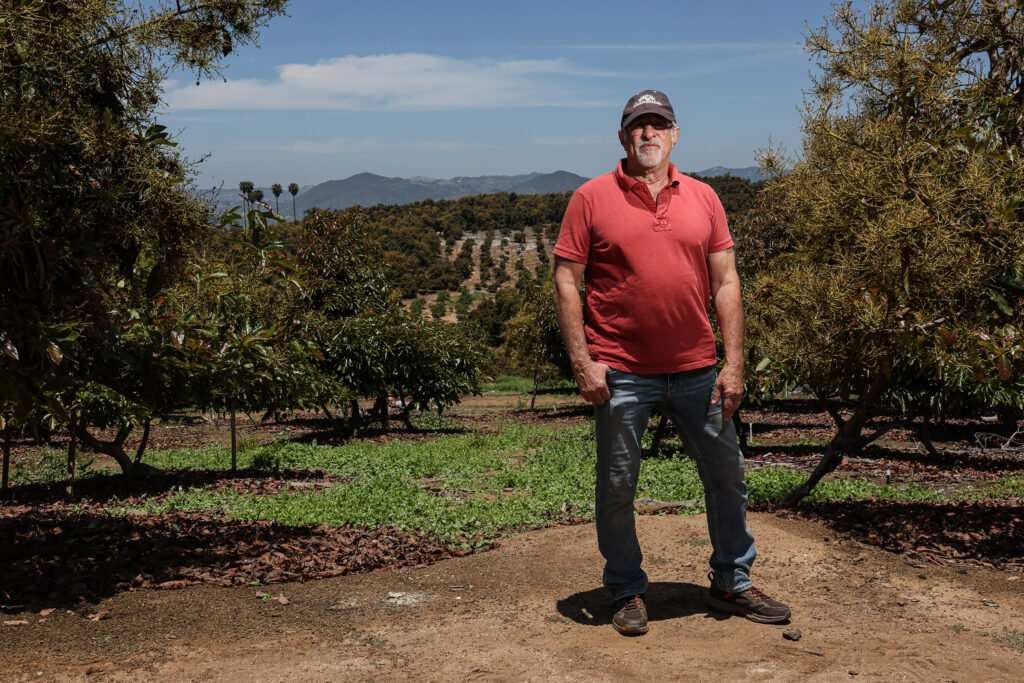 The iconic California avocado is in trouble, and this farmer is fighting to save it