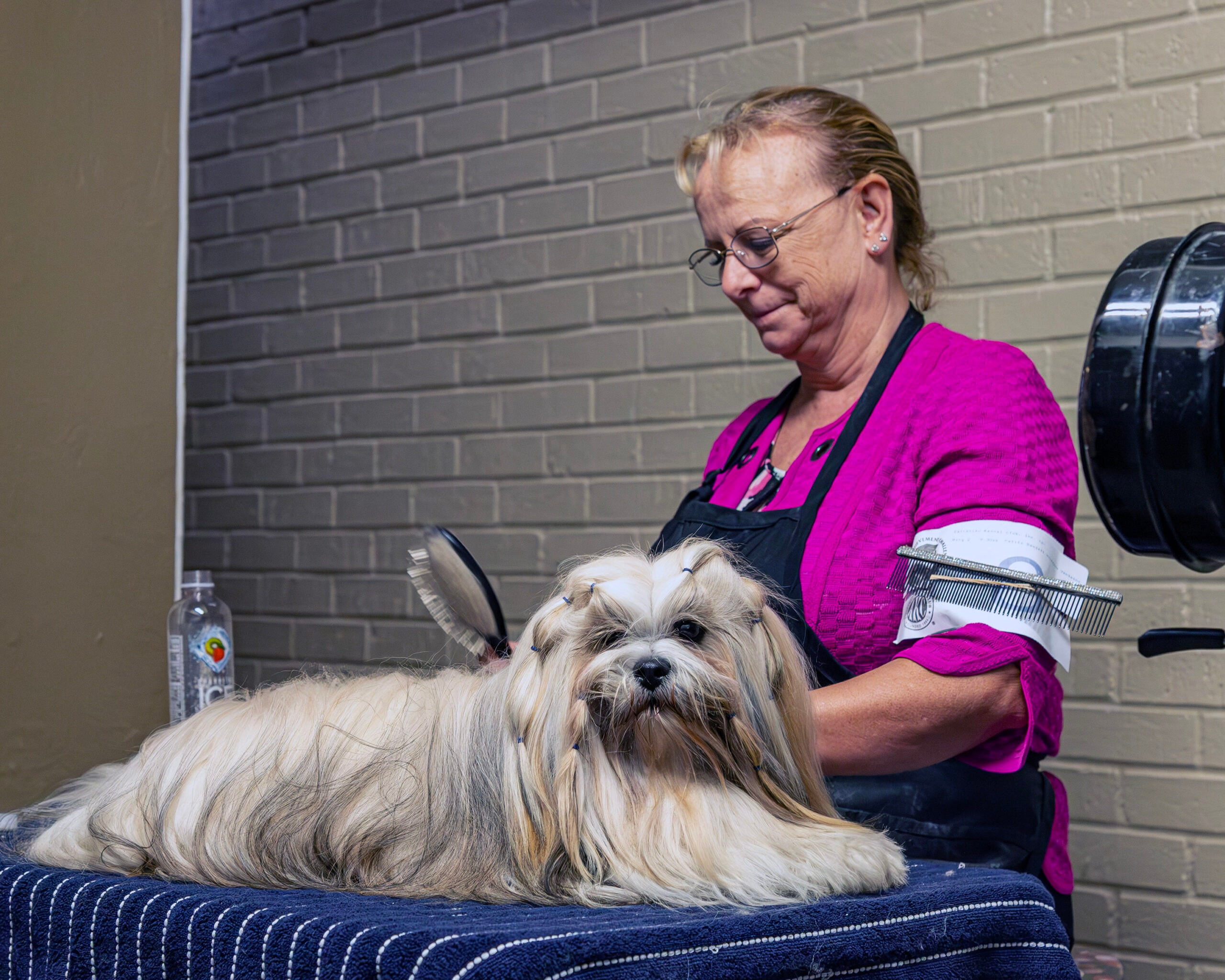 Ruff life: Beauty, brains compete for wagging rights