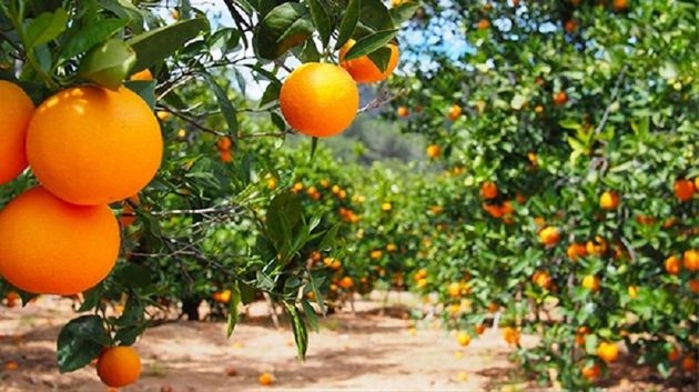 ارتفاع نسبة تصدير القوارص ب 46 بالمائة خلال موسم 2025/2024