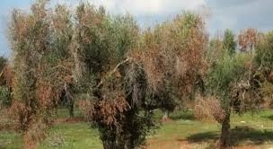 نابل: ورشة عمل بالحمامات للتوقي من دخول بكتيريا التدهور السريع للزياتين "ايكسيليلا فاستيديوزا" الى تونس