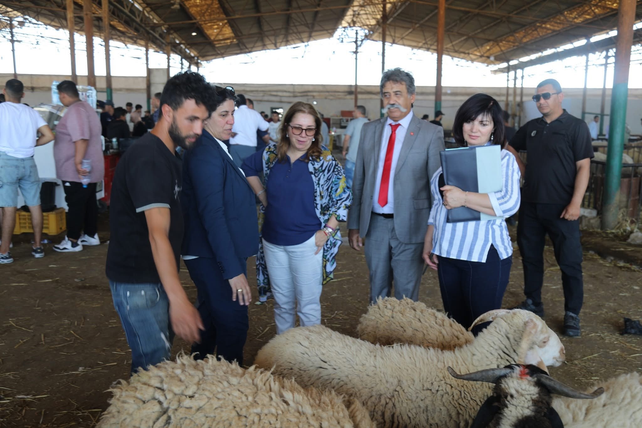 وفد برلماني يزور شركة اللحوم لمتابعة استعداداتها بمناسبة حلول عيد الأضحى