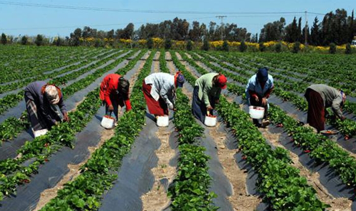 نابل: يوم تحسيسي لدعم ومناصرة مخطط الأعمال الوطني للفلاحة العائلية