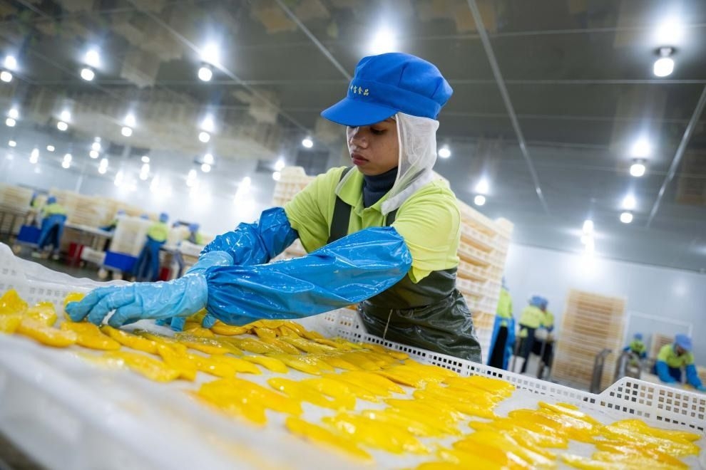 From poverty to prosperity - Chinese investment brings hope to Cambodian mango growers