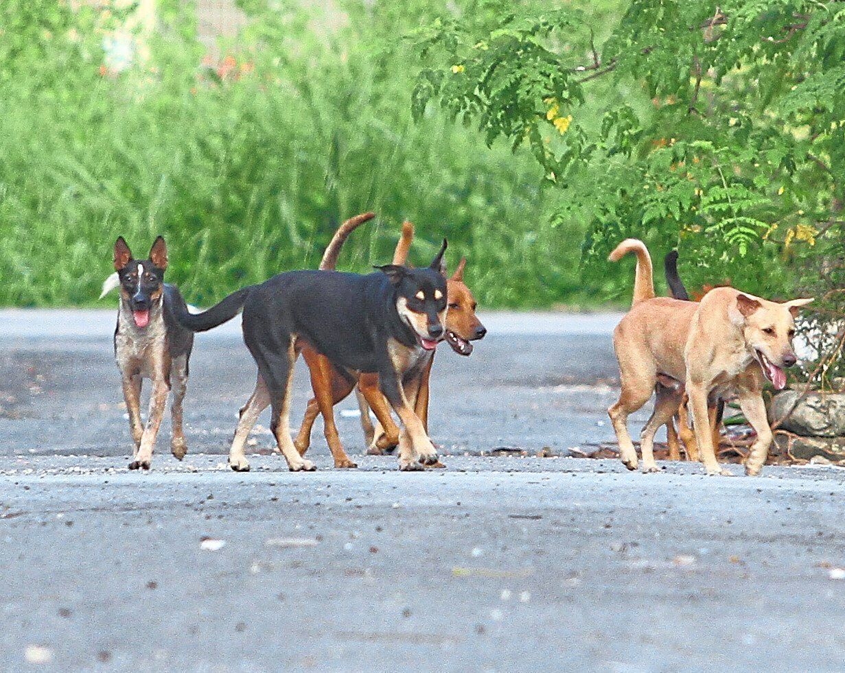 Langkawi rounding up stray dogs ahead of LIMA'25