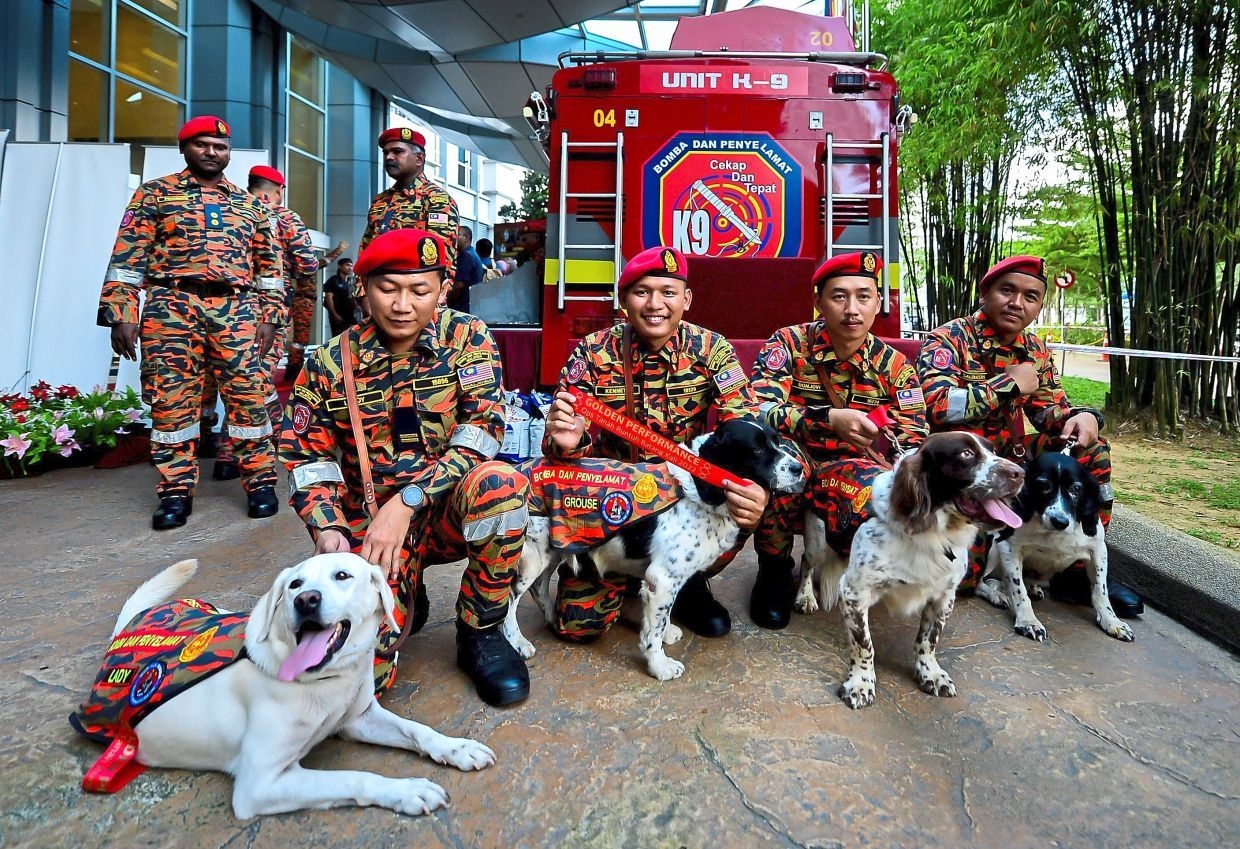 Bomba to get 16 new trained dogs from UK for RM2.4mil