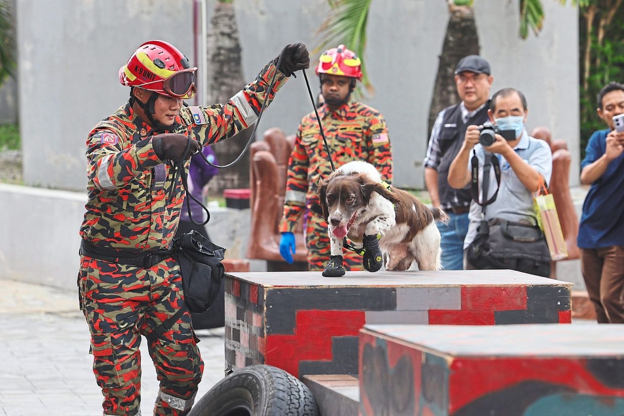Fire Dept to get 16 new canine members