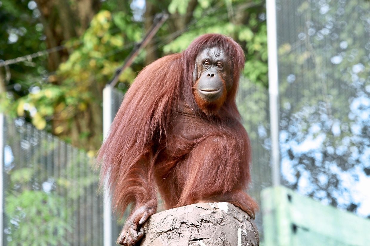 UK charity marks 25 years of orangutan conservation in Sabah