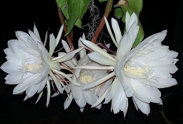 QuickCheck: Is there a flower that blooms only once a year?