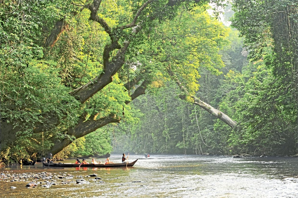 Biodiversity is climate resilience: Malaysia's path to a greener, stronger future